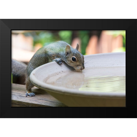 USA-Tennessee Eastern gray squirrel drinks at bird bath reflected in water Black Modern Wood Framed Art Print by Drury, Trish