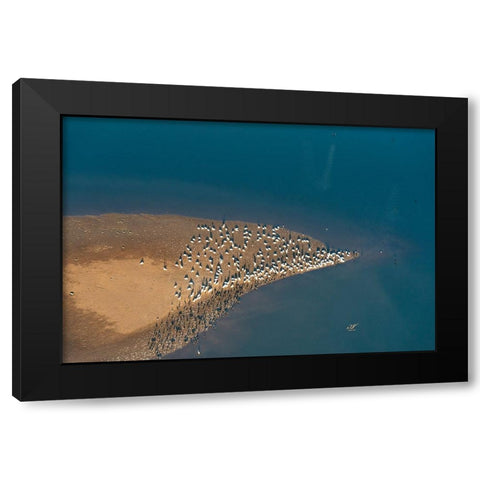 USA-Tennessee White pelicans and cormorants creating patterns Black Modern Wood Framed Art Print with Double Matting by Drury, Trish