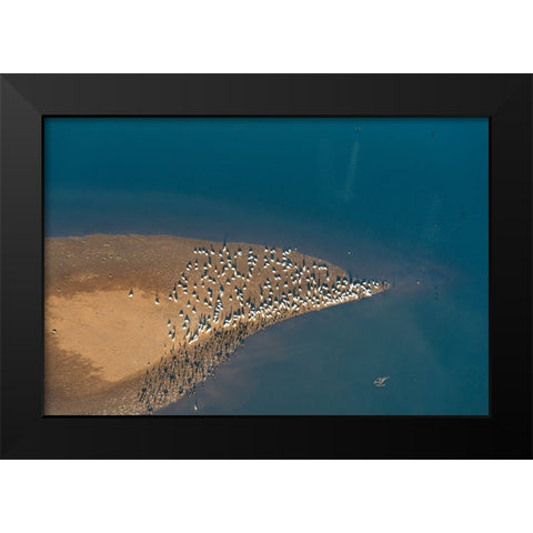 USA-Tennessee White pelicans and cormorants creating patterns Black Modern Wood Framed Art Print by Drury, Trish