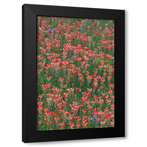 Meadow of red Texas Paintbrush and Purple-head Sneezeweed and Spiderwort flowers Black Modern Wood Framed Art Print by Jones, Adam