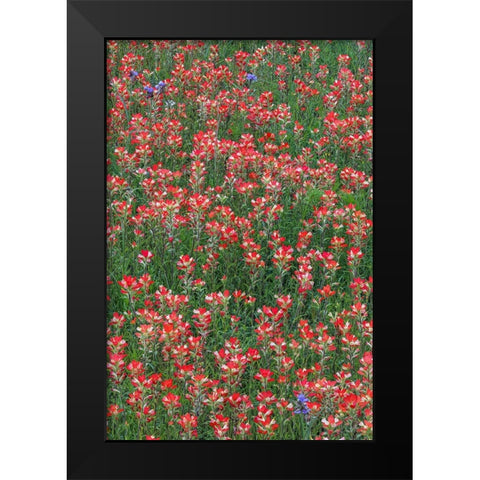 Meadow of red Texas Paintbrush and Purple-head Sneezeweed and Spiderwort flowers Black Modern Wood Framed Art Print by Jones, Adam