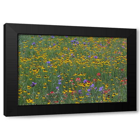 Meadow of red Texas Paintbrush and Purple-head Sneezeweed and Spiderwort flowers Black Modern Wood Framed Art Print by Jones, Adam