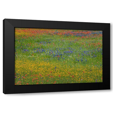Meadow of red Texas Paintbrush and Purple-head Sneezeweed and bluebonnets Black Modern Wood Framed Art Print with Double Matting by Jones, Adam