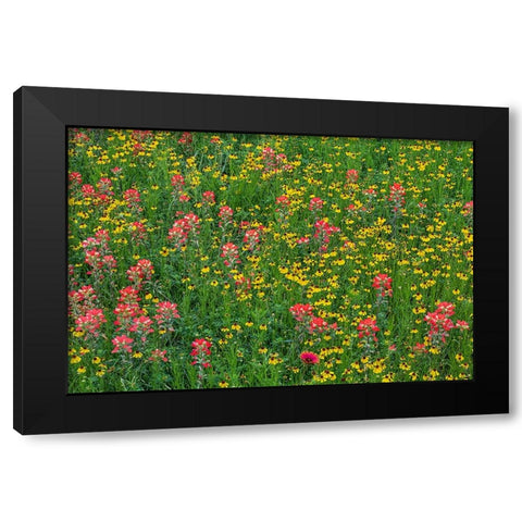 Meadow of red Texas Paintbrush and Purple-head Sneezeweed-Texas hill country-near Marble Falls Black Modern Wood Framed Art Print by Jones, Adam