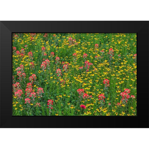 Meadow of red Texas Paintbrush and Purple-head Sneezeweed-Texas hill country-near Marble Falls Black Modern Wood Framed Art Print by Jones, Adam