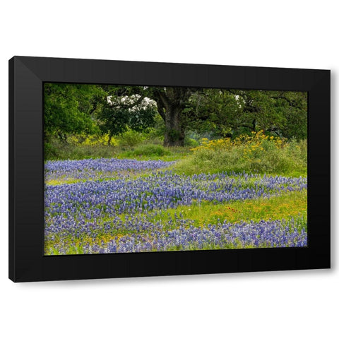 Texas bluebonnets-blanket flower and live oak in meadow-Texas Hill Country-near Marble Falls-Texas Black Modern Wood Framed Art Print with Double Matting by Jones, Adam