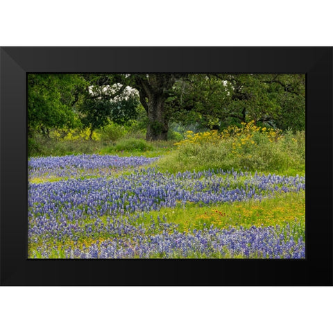 Texas bluebonnets-blanket flower and live oak in meadow-Texas Hill Country-near Marble Falls-Texas Black Modern Wood Framed Art Print by Jones, Adam