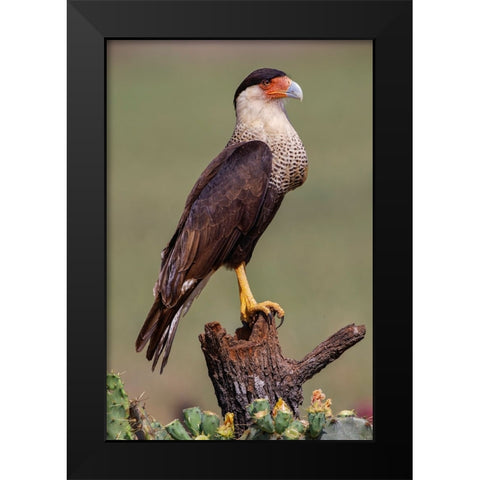 Crested caracara perched Rio Grande Valley-Texas Black Modern Wood Framed Art Print by Jones, Adam