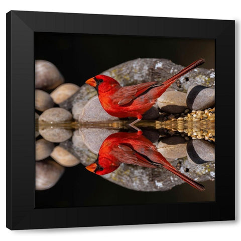 Northern Cardinal and mirror reflection on small pond Rio Grande Valley-Texas Black Modern Wood Framed Art Print by Jones, Adam