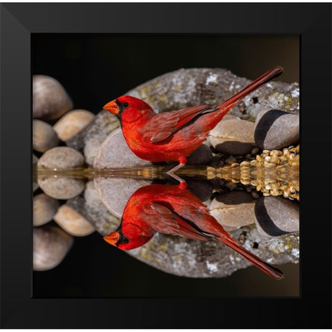Northern Cardinal and mirror reflection on small pond Rio Grande Valley-Texas Black Modern Wood Framed Art Print by Jones, Adam