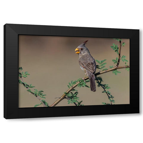 Pyrrhuloxia-Rio Grande Valley-Texas Black Modern Wood Framed Art Print with Double Matting by Jones, Adam