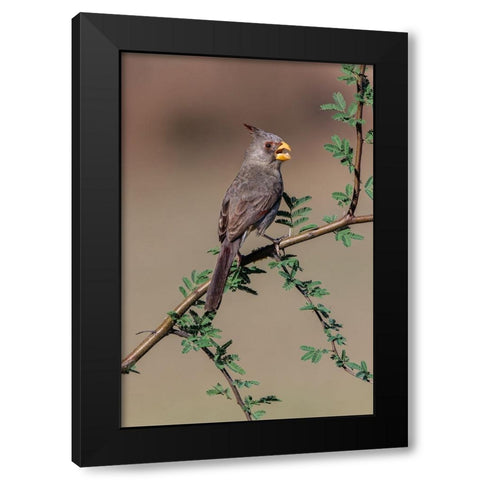 Pyrrhuloxia-Rio Grande Valley-Texas Black Modern Wood Framed Art Print by Jones, Adam