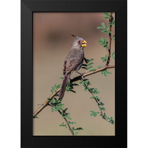 Pyrrhuloxia-Rio Grande Valley-Texas Black Modern Wood Framed Art Print by Jones, Adam