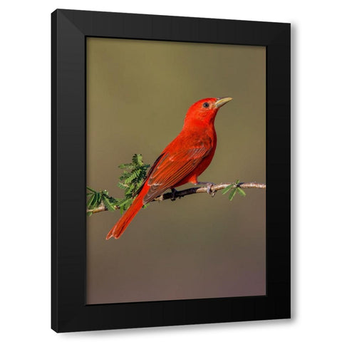 Summer tanager-Rio Grande Valley-Texas Black Modern Wood Framed Art Print by Jones, Adam