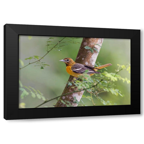 Female Orchard oriole-South Padre Island-Texas Black Modern Wood Framed Art Print with Double Matting by Jones, Adam