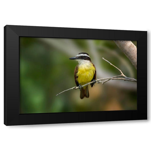 Great kiskadee-South Padre Island-Texas Black Modern Wood Framed Art Print by Jones, Adam