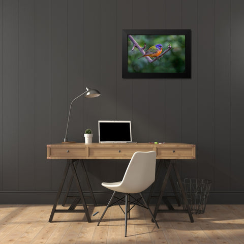 Male Painted bunting South Padre Island-Texas Black Modern Wood Framed Art Print by Jones, Adam