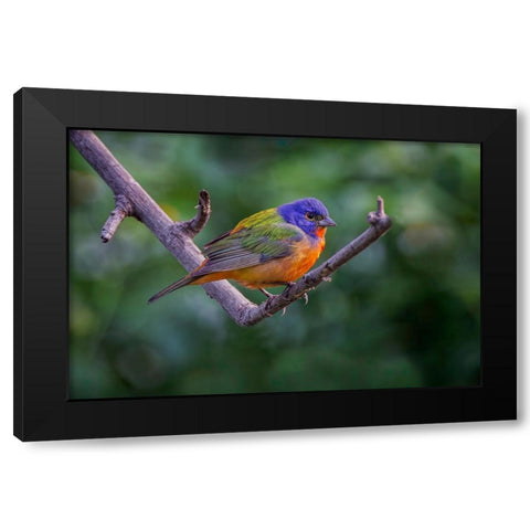 Male Painted bunting South Padre Island-Texas Black Modern Wood Framed Art Print with Double Matting by Jones, Adam