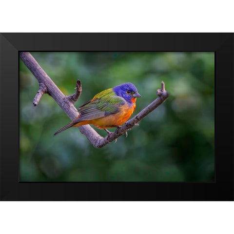 Male Painted bunting South Padre Island-Texas Black Modern Wood Framed Art Print by Jones, Adam
