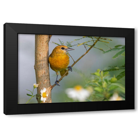 Female Orchard oriole-South Padre Island-Texas Black Modern Wood Framed Art Print by Jones, Adam