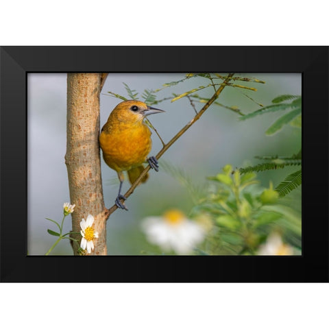 Female Orchard oriole-South Padre Island-Texas Black Modern Wood Framed Art Print by Jones, Adam