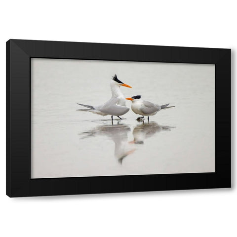 Royal terns in courtship display-South Padre Island-Texas Black Modern Wood Framed Art Print by Jones, Adam