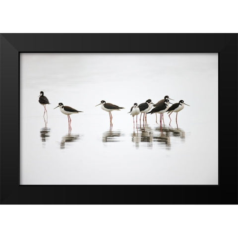 Group of Black-necked stilts standing together with reflection on water-South Padre Island-Texas Black Modern Wood Framed Art Print by Jones, Adam