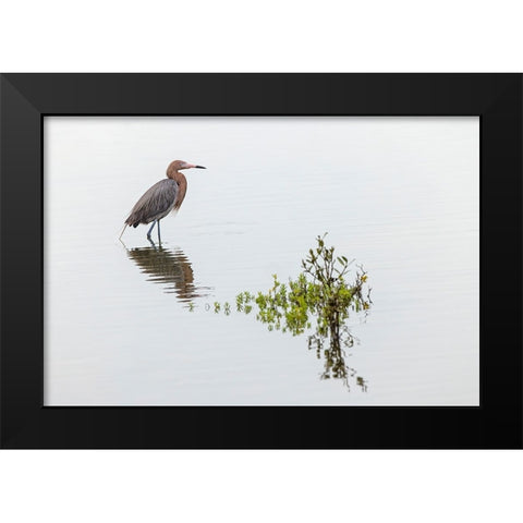 Reddish egret and reflection-South Padre Island-Texas Black Modern Wood Framed Art Print by Jones, Adam