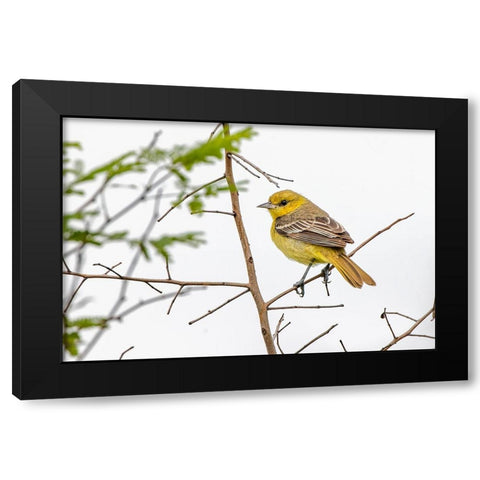Female Northern oriole-Icterus galbula-Baltimore oriole-South Padre Island-Texas Black Modern Wood Framed Art Print with Double Matting by Jones, Adam