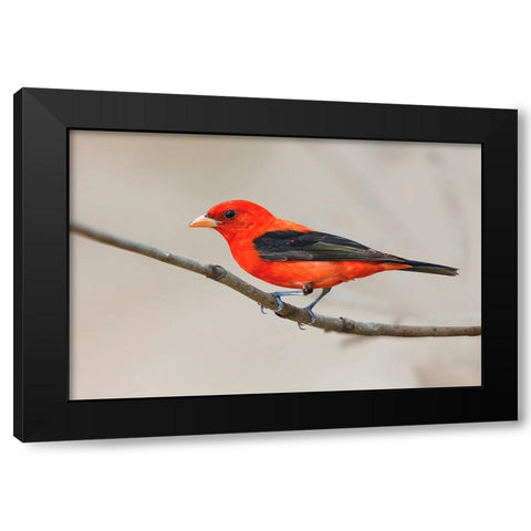 Scarlet tanager-South Padre Island-Texas Black Modern Wood Framed Art Print with Double Matting by Jones, Adam