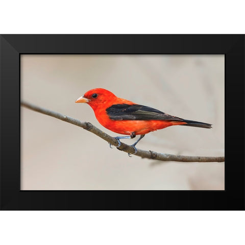 Scarlet tanager-South Padre Island-Texas Black Modern Wood Framed Art Print by Jones, Adam