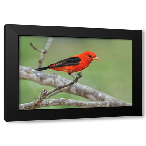 Scarlet tanager-Rio Grande Valley-Texas Black Modern Wood Framed Art Print with Double Matting by Jones, Adam