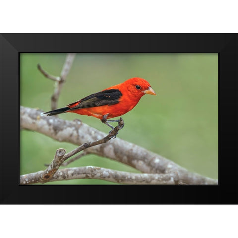 Scarlet tanager-Rio Grande Valley-Texas Black Modern Wood Framed Art Print by Jones, Adam