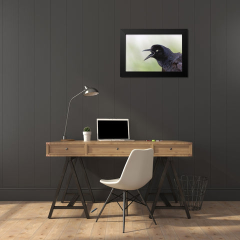Great-tailed Grackle close-up-South Padre Island-Texas Black Modern Wood Framed Art Print by Jones, Adam