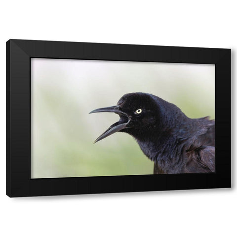 Great-tailed Grackle close-up-South Padre Island-Texas Black Modern Wood Framed Art Print by Jones, Adam