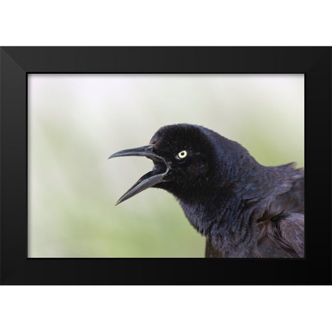 Great-tailed Grackle close-up-South Padre Island-Texas Black Modern Wood Framed Art Print by Jones, Adam