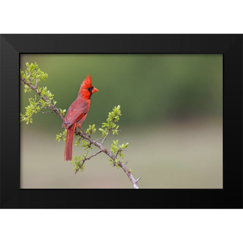 Male Northern Cardinal Rio Grande Valley-Texas Black Modern Wood Framed Art Print by Jones, Adam