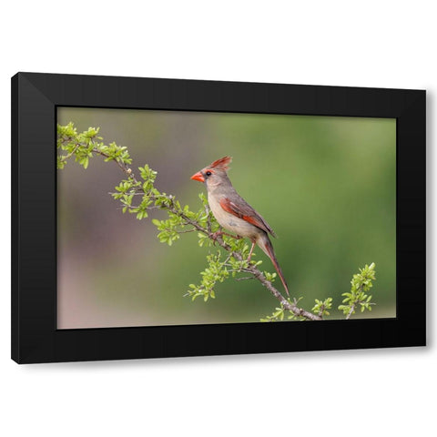 Female Northern Cardinal Rio Grande Valley-Texas Black Modern Wood Framed Art Print by Jones, Adam