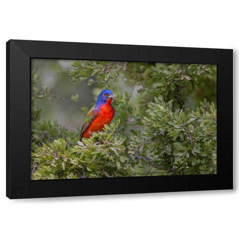 Painted bunting Rio Grande Valley-Texas Black Modern Wood Framed Art Print by Jones, Adam