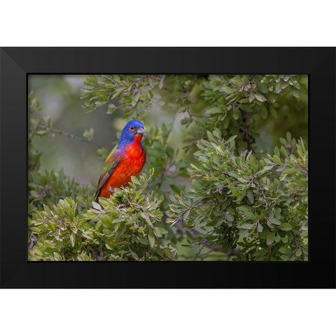 Painted bunting Rio Grande Valley-Texas Black Modern Wood Framed Art Print by Jones, Adam