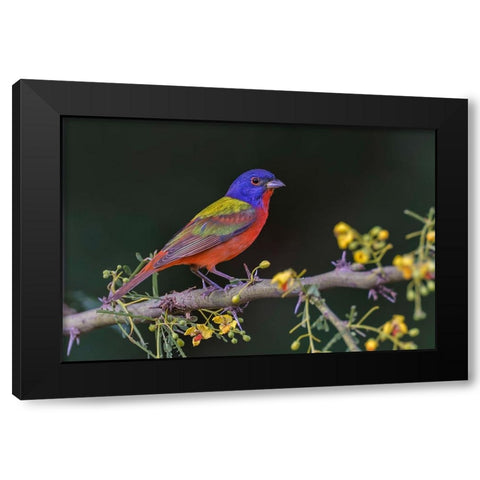 Male Painted bunting Rio Grande Valley-Texas Black Modern Wood Framed Art Print by Jones, Adam