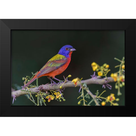 Male Painted bunting Rio Grande Valley-Texas Black Modern Wood Framed Art Print by Jones, Adam