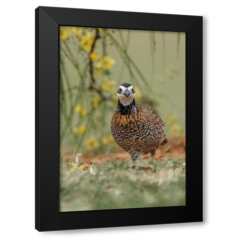 Male Bobwhite-Rio Grande Valley-Texas Black Modern Wood Framed Art Print with Double Matting by Jones, Adam