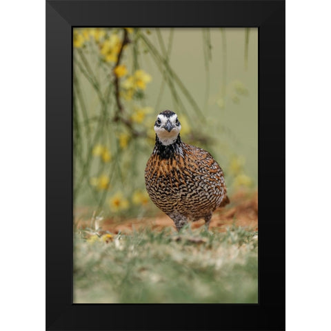 Male Bobwhite-Rio Grande Valley-Texas Black Modern Wood Framed Art Print by Jones, Adam