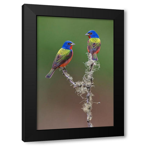 Pair of male Painted buntings Rio Grande Valley-Texas Black Modern Wood Framed Art Print by Jones, Adam