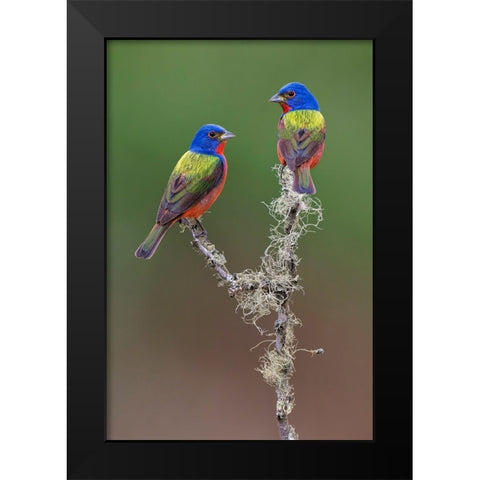 Pair of male Painted buntings Rio Grande Valley-Texas Black Modern Wood Framed Art Print by Jones, Adam