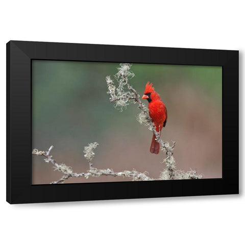 Male Northern Cardinal Rio Grande Valley-Texas Black Modern Wood Framed Art Print by Jones, Adam