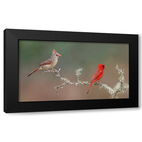Male and female Northern Cardinals Rio Grande Valley-Texas Black Modern Wood Framed Art Print by Jones, Adam