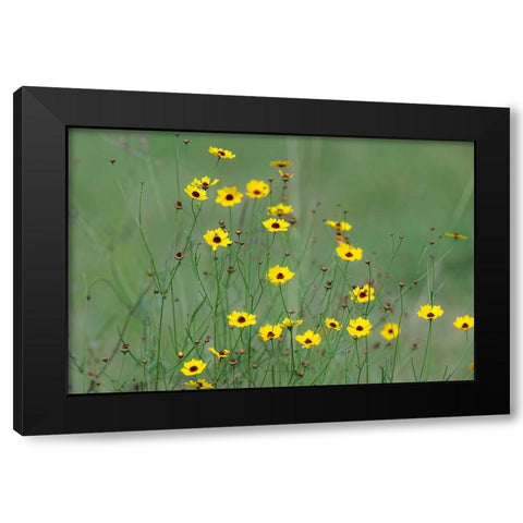 Yellow coreopsis flowers-Rio Grande Valley-Texas Black Modern Wood Framed Art Print with Double Matting by Jones, Adam