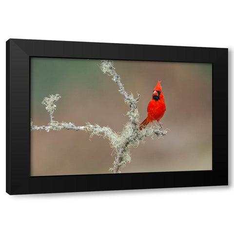 Male Northern Cardinal Rio Grande Valley-Texas Black Modern Wood Framed Art Print with Double Matting by Jones, Adam